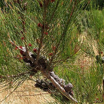 Allocasuarina paludosa unspecified picture