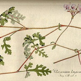 Pelargonium longicaule unspecified picture