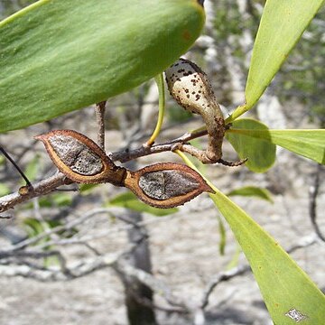 Hakea pedunculata unspecified picture