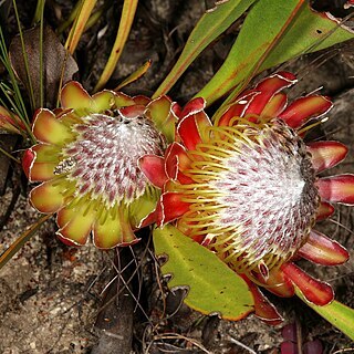 Protea acaulos unspecified picture