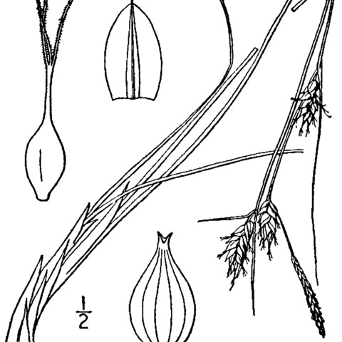 Carex oligosperma unspecified picture