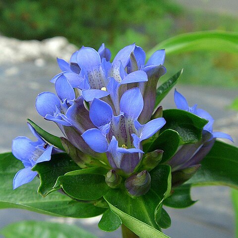 Gentiana macrophylla unspecified picture