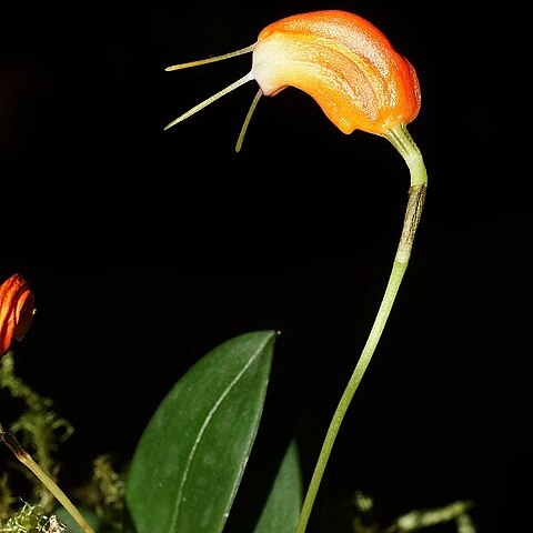 Masdevallia lucernula unspecified picture