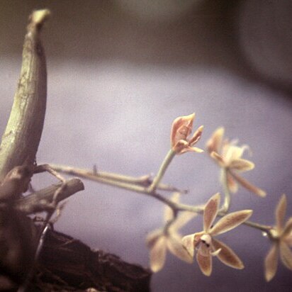 Macradenia lutescens unspecified picture