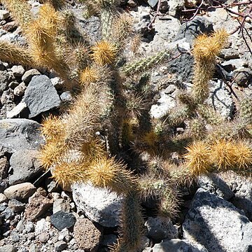 Cylindropuntia alcahes unspecified picture