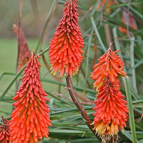 Kniphofia unspecified picture