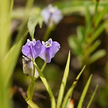 Burmannia coelestis unspecified picture