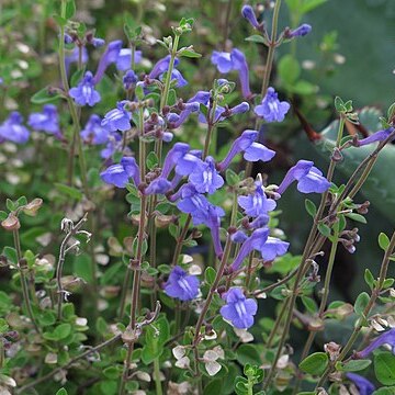 Scutellaria havanensis unspecified picture