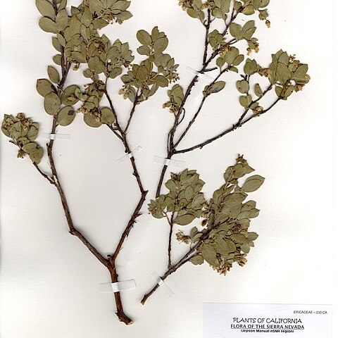 Arctostaphylos nissenana unspecified picture