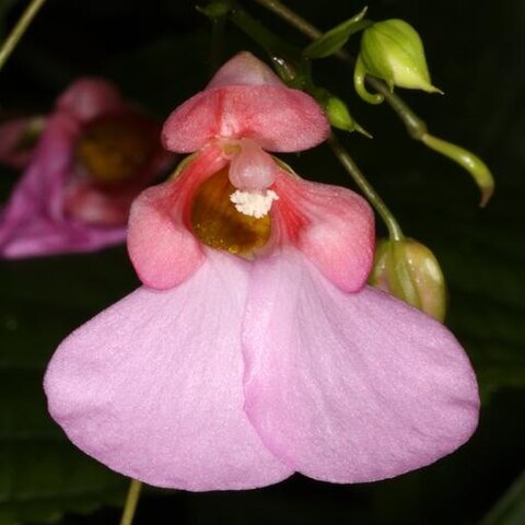 Impatiens flanaganae unspecified picture