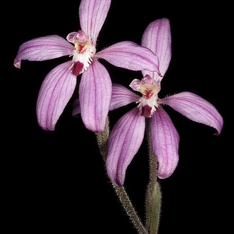 Caladenia reptans unspecified picture