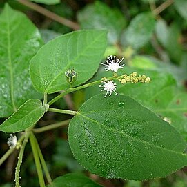 Croton tetradenius unspecified picture