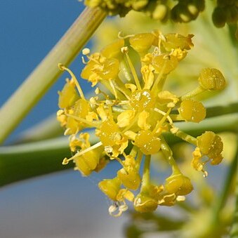 Ferula tingitana unspecified picture