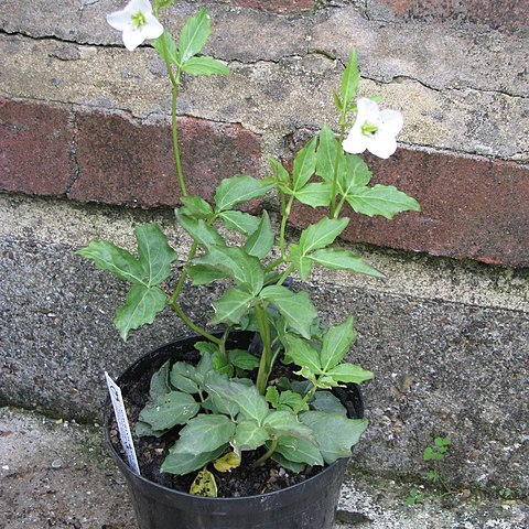 Cardamine waldsteinii unspecified picture