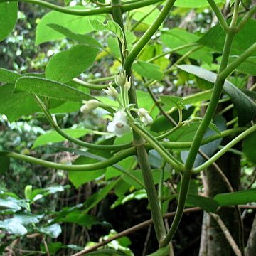 Cyrtandra waianaeensis unspecified picture