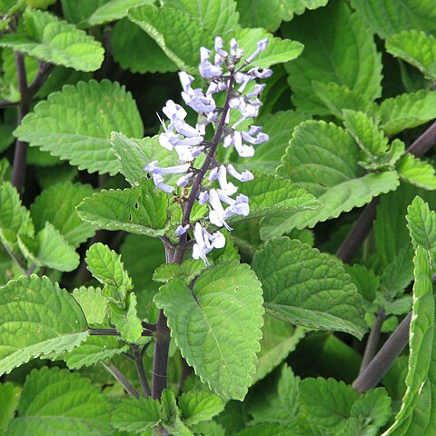 Plectranthus zuluensis unspecified picture