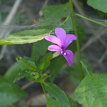 Barleria prattensis unspecified picture