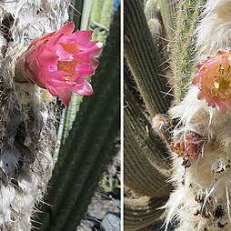 Pilosocereus purpusii unspecified picture