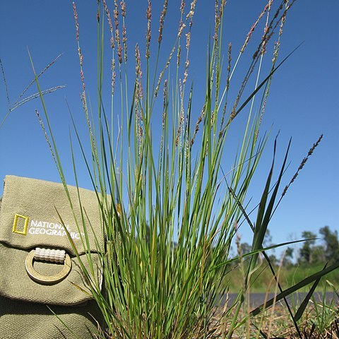 Eragrostis elongata unspecified picture