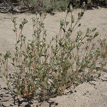 Mentzelia congesta unspecified picture