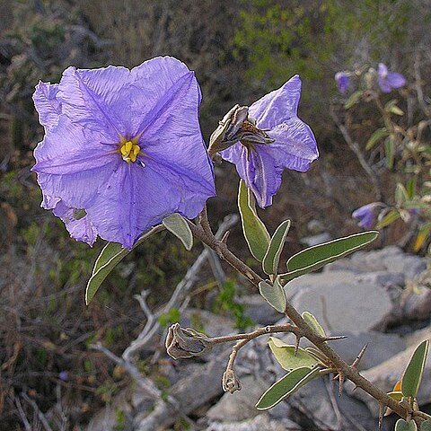 Solanum hindsianum unspecified picture