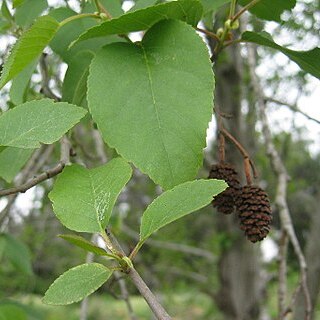 Alnus orientalis unspecified picture