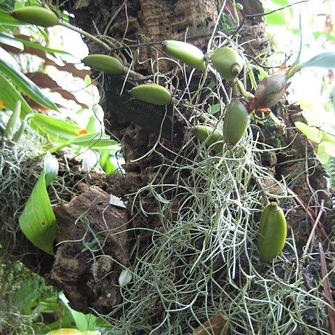 Aeschynanthus pulcher unspecified picture