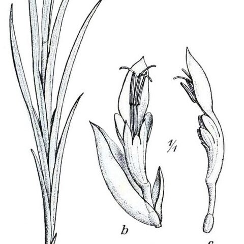 Gladiolus schweinfurthii unspecified picture