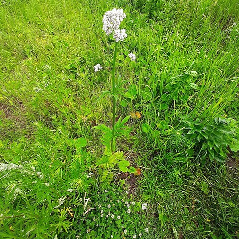 Valeriana wolgensis unspecified picture