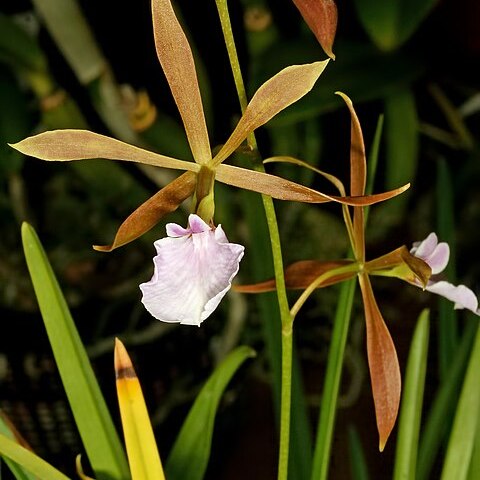 Encyclia bractescens unspecified picture