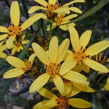 Bidens micrantha unspecified picture