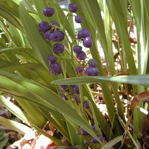 Dianella sandwicensis unspecified picture