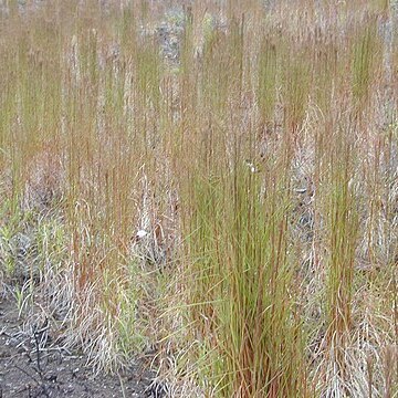 Schizachyrium condensatum unspecified picture