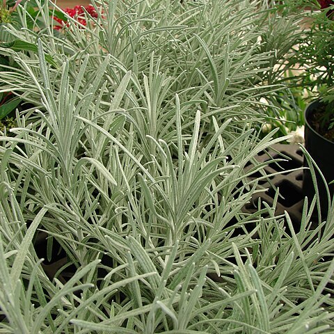 Helichrysum thianschanicum unspecified picture