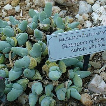 Gibbaeum shandii unspecified picture