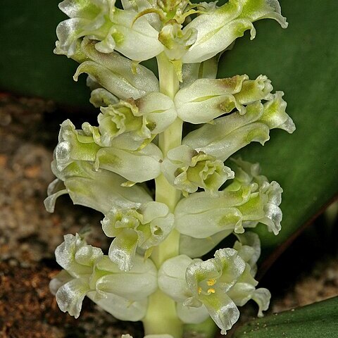 Lachenalia congesta unspecified picture