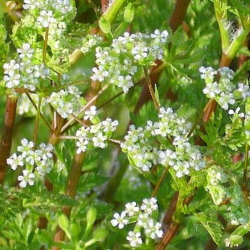 Apium crassipes unspecified picture