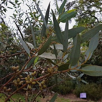 Eucalyptus cyanophylla unspecified picture