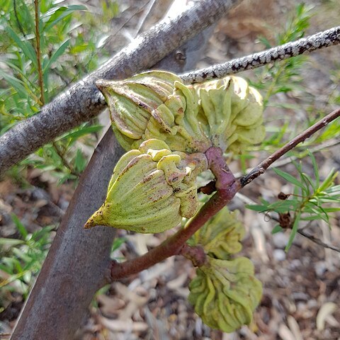 Eucalyptus youngiana unspecified picture