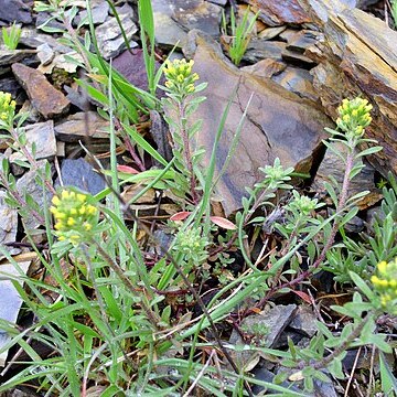 Alyssum granatense unspecified picture