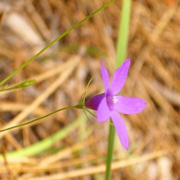 Campanula matritensis unspecified picture