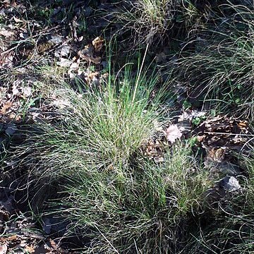 Festuca elegans unspecified picture