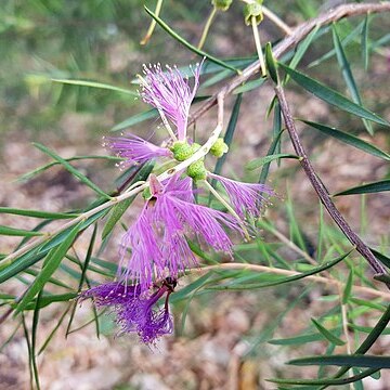 Melaleuca fulgens subsp. steedmanii unspecified picture