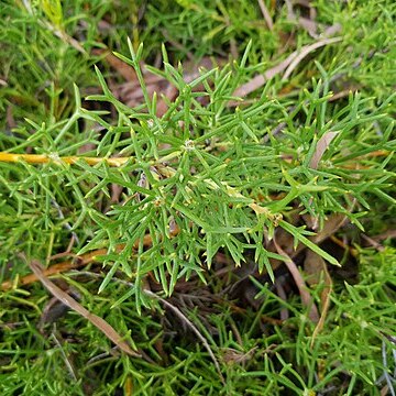 Adenanthos pungens unspecified picture