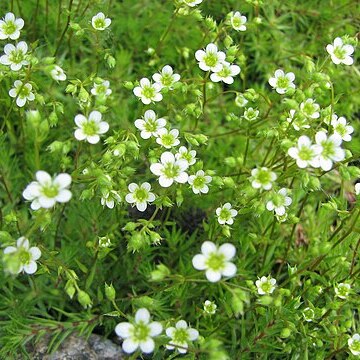 Saxifraga tenella unspecified picture