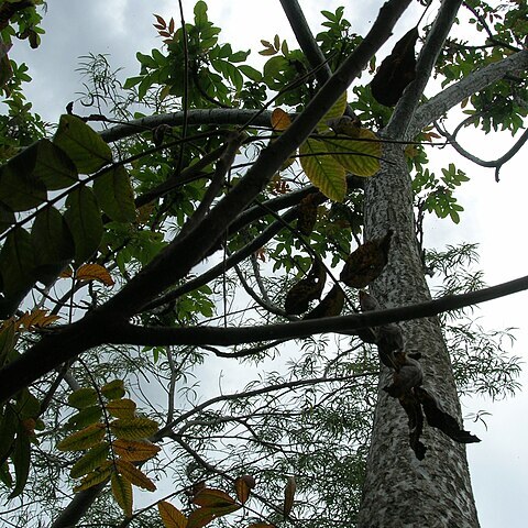 Rhus sandwicensis unspecified picture