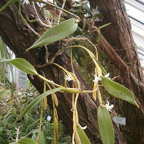 Dendrobium albopurpureum unspecified picture