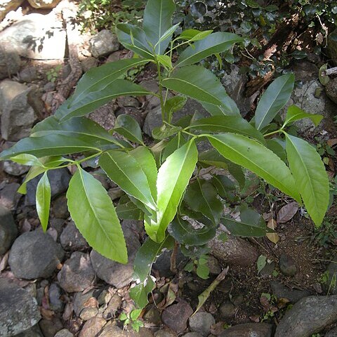 Elaeodendron melanocarpum unspecified picture