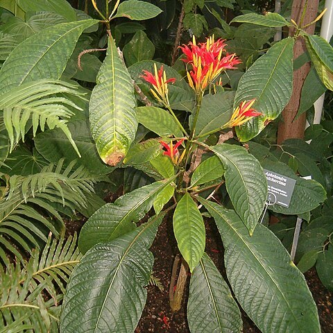 Aphelandra pulcherrima unspecified picture