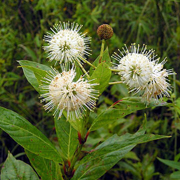 Cephalanthus unspecified picture